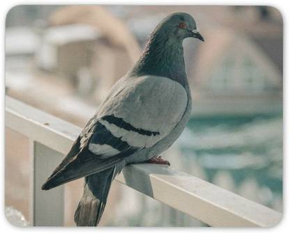 MIKKA Cool Pigeon Mouse Mat Pad - Bird Birds Lover Dad Keeper Gift PC Computer #8300 Non Slip Base Mousepad