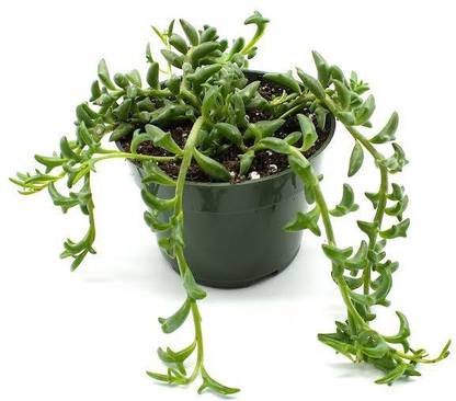 Green Era String of Dolphins Plant