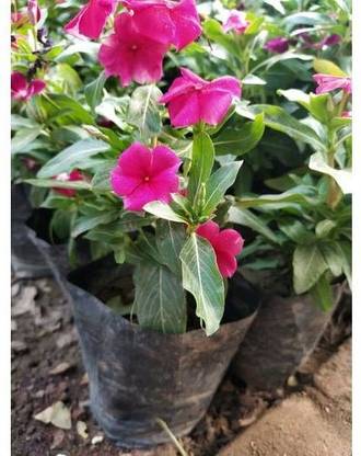 natikrd Sadabahar Plant