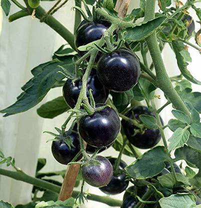 DIOART HT-618-®Tomato Seeds ,Sweet Juicy, High Sugar Level, Low Acidity! Seed