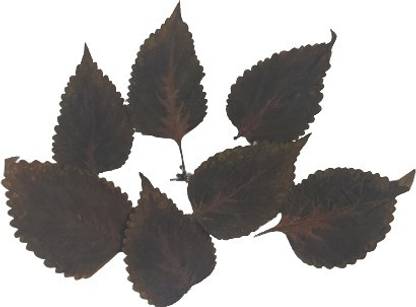 R.R. Resin Art DRIED /NATURAL PRESSD LEAVES FOR CRAFT Brown Dried Twigs Artificial Flower