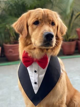 Dog-O-Bow Bandana, Tuxedo for Dog