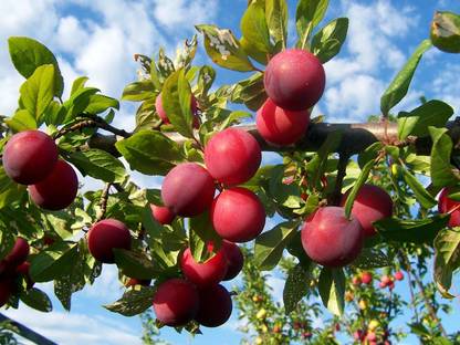 GreenHorizon Aloo Bukhara/Plum Plant