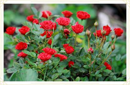 SINGLE BOY PLANT Rose Plant