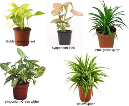 RPD NEW Enterprise Money Plant