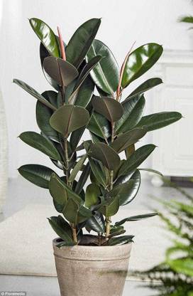 Rainbow Garden Rubber Tree