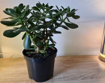 Sisa Jade Plant