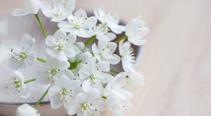 Jasmine Flower Multicolour Photo Paper Print Poster Photographic Paper Photographic Paper