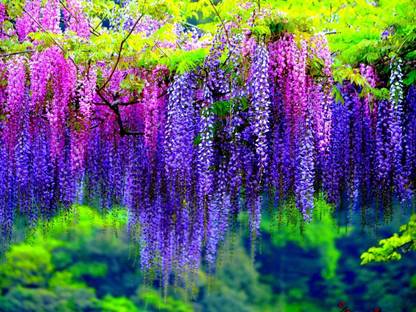 Lavender Flower Multicolour Photo Paper Print Poster Photographic Paper Photographic Paper
