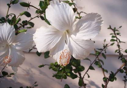 Hibiscus Flower Multicolour Photo Paper Print Poster Photographic Paper Photographic Paper