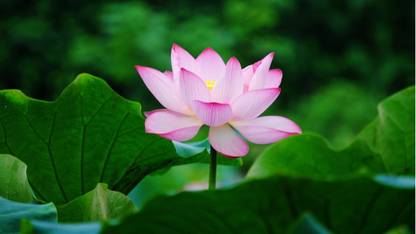 Lotus Flower Multicolour Photo Paper Print Poster Photographic Paper Photographic Paper