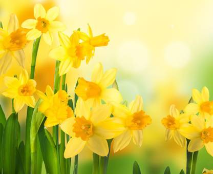 Daffodil Flower Multicolour Photo Paper Print Poster Photographic Paper Photographic Paper