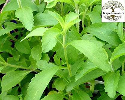 Kapebonavista Yashtimadhu Mulethi Living Plant in Poly Bag seeds Seed