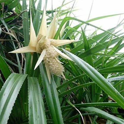 MODERN PLANT Kevda Plant