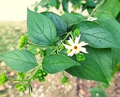 Aywal Nyctanthes arbor-tristis, Night flowering jasmine, Parijat, Flower Seed