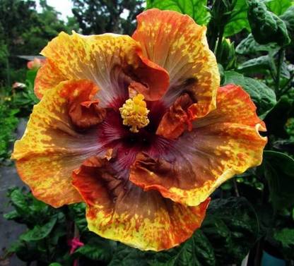 K,M.GREEN Hibiscus Plant