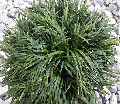 MODERN PLANT Ophiopogon Dwarf Grass Plant