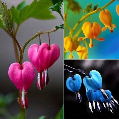 NooElec Seeds India Bleeding Heart Dicentra Spectabilis Flower 20+ Seeds Pack/easy to Grow Seed