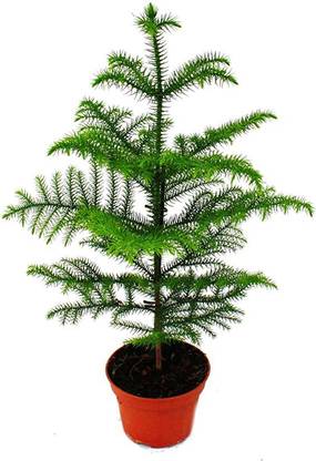 RISOBNURSERY Christmas Tree Plant
