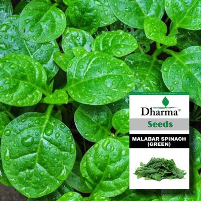 Dharma Malabar Spinach, Poi Saag, Pui Saag Seed