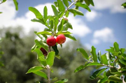 Sisa Cherry Fruit Plant