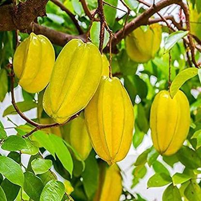 Paudha Star Fruit (carambola) Seed