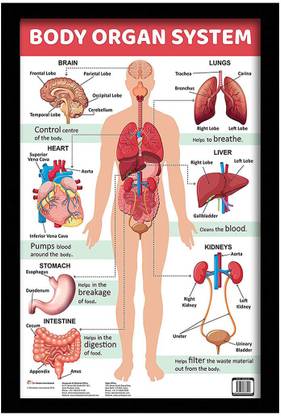 surmul Body Organ System Charts with Frame Wall Poster Canvas 18 inch x 12 inch Painting
