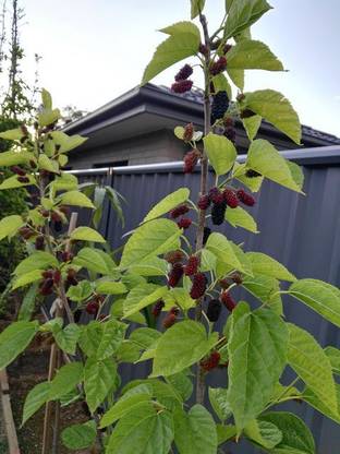 Sisa Shahtoot/Mulberry Plant
