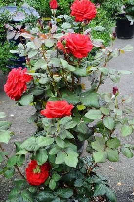 V K Global Rose Plant