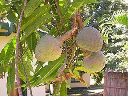 Vijay Sales Custard Apple Plant