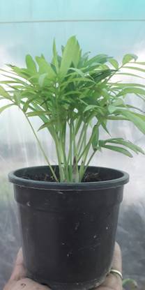 pas Chamaedorea Plant