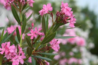 greennursery Oleander Plant