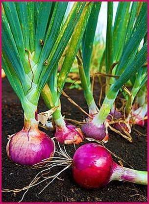 Paudha Onion plant Seed