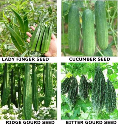 TKD 4 TYPE SEEDS LADY FINGER / CUCUMBER / RIDGE GOURD / BITTER GOURD SEEDS Seed