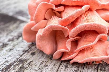 Gourmet Mushrooms Pink Oyster Mushroom Spawn 1 KG| Premium Quality Seeds Seed