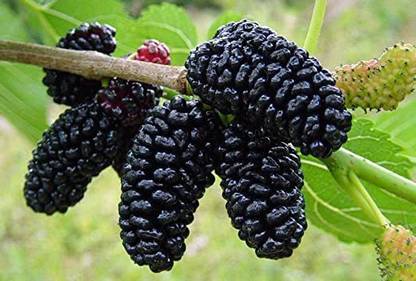 Paudha Mulberry fruit Seed