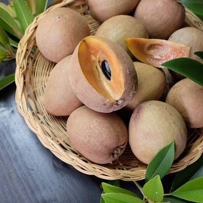 XOLDA Chikoo (sapota) fruit Seed