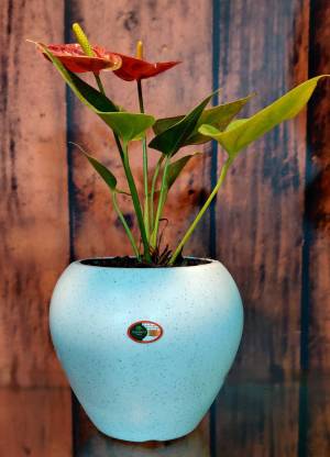 Gardenneeds APPLE POT 6 INCH (SET OF 5) Plant Container Set
