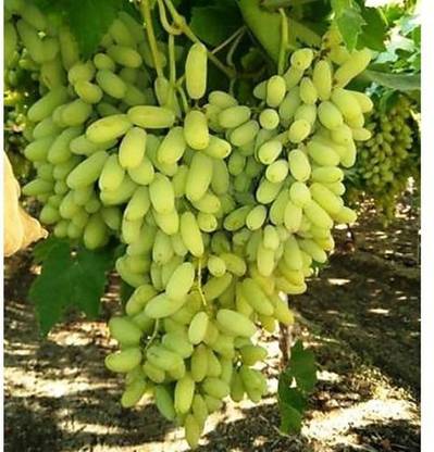 XOLDA Hybrid Grapes Seed