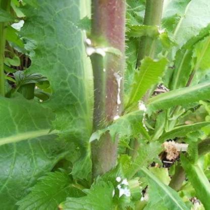 VibeX NDIR-51 - Wild Lettuce (Lactuca virosa) - (150 Seeds) Seed