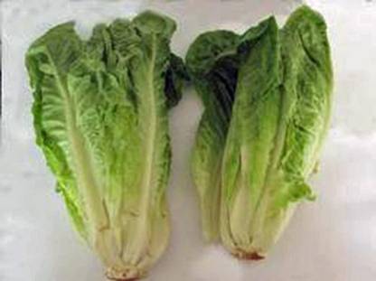 DIOART LT-733-®Lettuce Seeds Seed