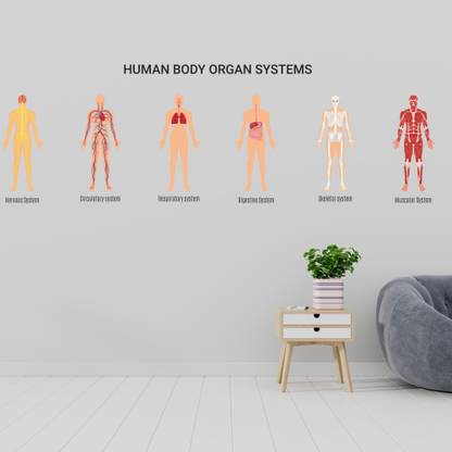 frixty Human Body Organ Systems