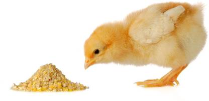 grower Chicken feed for good growth and health 1 kg Dry New Born Bird Food