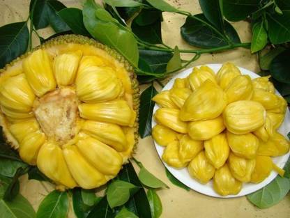 JD DAS AND SONS PLANTS Jack Fruit Plant