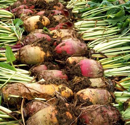 Paudha Beetroot plant Seed