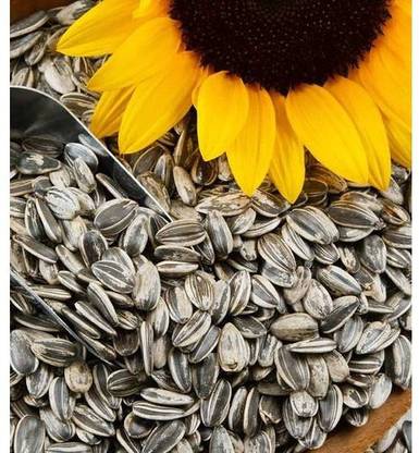 GreenHorizon Sumflower Seed