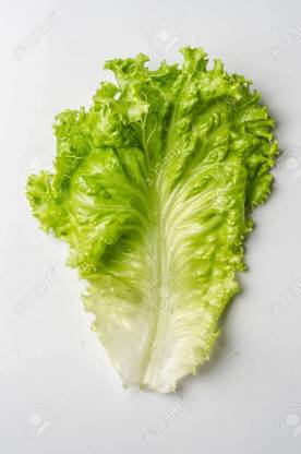 XOLDA Lettuce curly Seed