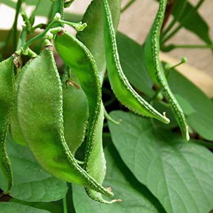 SimXotic Sem Phali (Runner Beans) Vegetables Seeds for Home Garden (25 Seeds) Seed