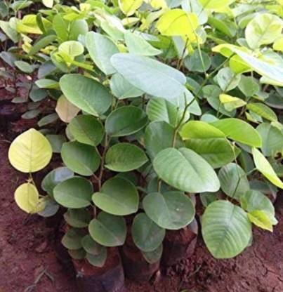Greenery Nursery Boxwood Plant