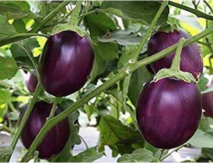 SRI SAI FORESTRY Round Brinjal Seeds, Bengan Seed